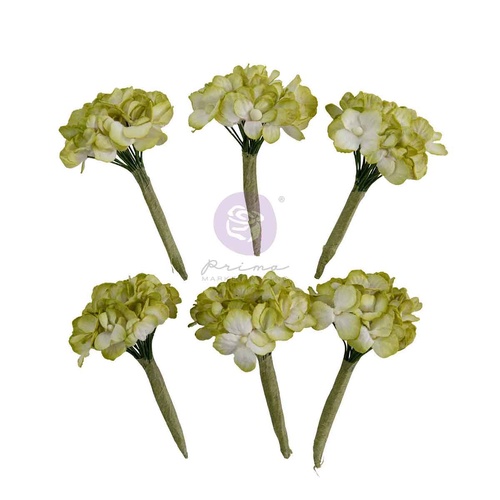 Prima - Homegrown - Flowers - Garden Hydrangea Mist