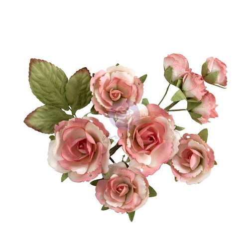 Prima - Homegrown - Flowers - Garden Rose Blush