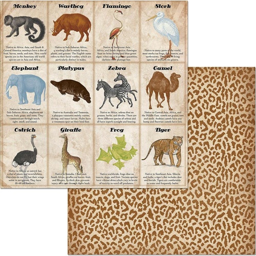 Jungle Life - Animals