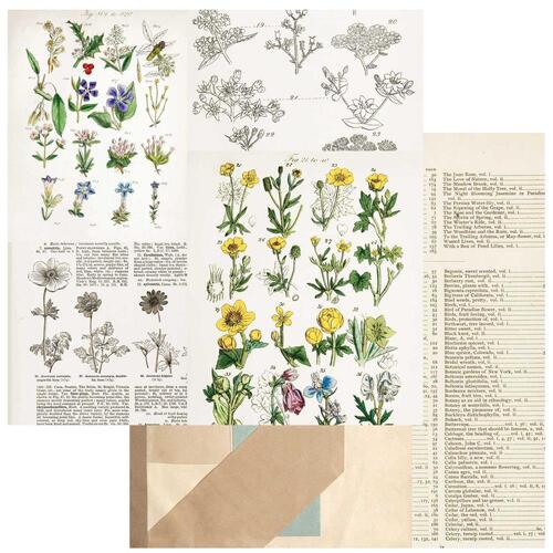 49 and Market - Curators Botanical - Pressed Petals