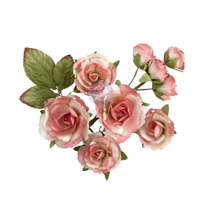 Prima - Homegrown - Flowers - Garden Rose Blush